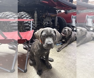 Cane Corso Puppy for sale in COLUMBIA CITY, IN, USA