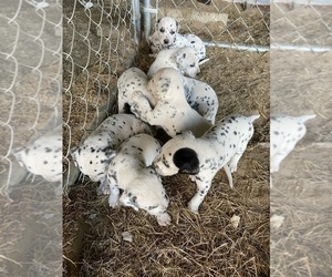 Dalmatian Puppy for sale in PIKEVILLE, NC, USA
