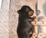 Puppy Puppy 3 Dachshund