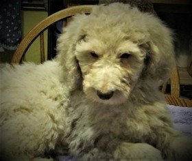 Poodle (Standard) Puppy for sale in MILWAUKEE, WI, USA