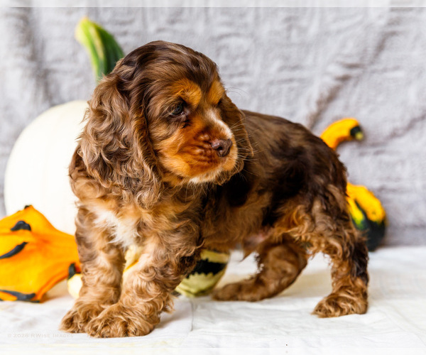 Medium Photo #18 Cocker Spaniel Puppy For Sale in WAKARUSA, IN, USA