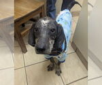Small #27 Bluetick Coonhound Mix