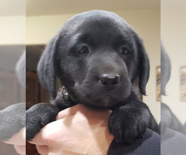 Medium Photo #1 Labrador Retriever Puppy For Sale in OLYMPIA, WA, USA