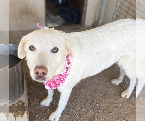 Medium Photo #2 Labrador Retriever-Unknown Mix Puppy For Sale in San Diego, CA, USA