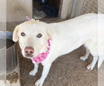 Small #1 Labrador Retriever Mix