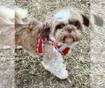 Small #2 Shih Tzu
