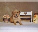 Puppy Audi Golden Retriever