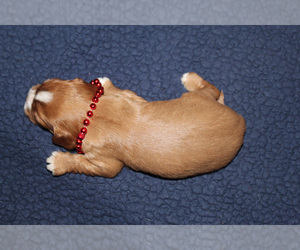 Cavalier King Charles Spaniel Puppy for sale in SPRING HILL, FL, USA