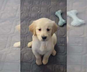 Golden Retriever Puppy for sale in RIGA, MI, USA