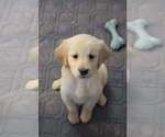 Small Golden Retriever