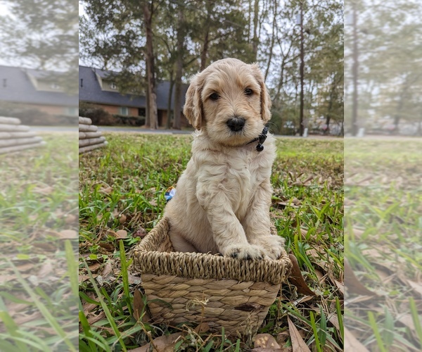 Medium Photo #1 Goldendoodle Puppy For Sale in DICKINSON, TX, USA