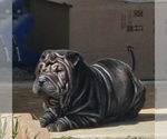 Small Photo #2 Chinese Shar-Pei Puppy For Sale in APPLE VALLEY, CA, USA