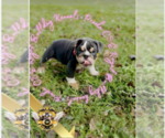 Small Photo #4 English Bulldog Puppy For Sale in ATHENS, GA, USA