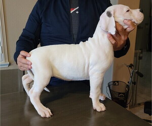 Dogo Argentino Puppy for Sale in MODESTO, California USA