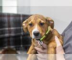 Dolly - Female Labrador Retriever-Unknown Mix Dog for Adoption - Small photo