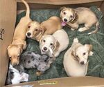 Image preview for Ad Listing. Nickname: Litter of 6