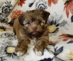 Small Photo #1 Havanese Puppy For Sale in ALBION, PA, USA