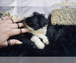 Small Photo #5 Shih Tzu Puppy For Sale in HAYWARD, CA, USA