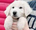 Puppy Pink Boy Great Pyrenees