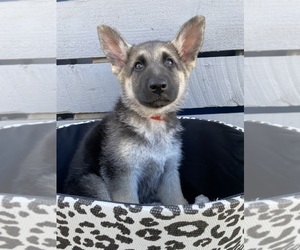 German Shepherd Dog Puppy for Sale in VINCENNES, Indiana USA