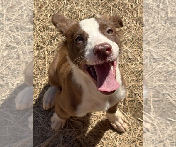 Medium Photo #3 American Pit Bull Terrier-Unknown Mix Puppy For Sale in Wetumpka, AL, USA