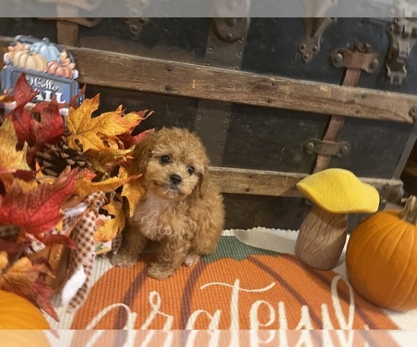 Medium Photo #4 Cavapoo Puppy For Sale in FULTON, KS, USA