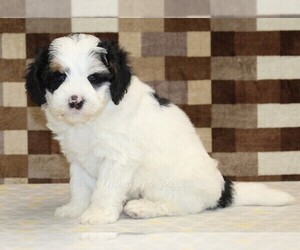 Miniature Bernedoodle Puppy for sale in DENVER, PA, USA