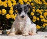Small #3 Schnauzer (Miniature)