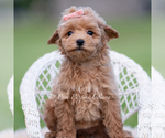 Small #2 Maltipoo (Miniature)