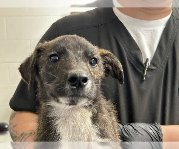 Medium Photo #1 Mutt Puppy For Sale in San Bernardino, CA, USA