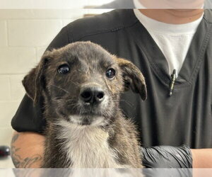 Mutt Dogs for adoption in San Bernardino, CA, USA