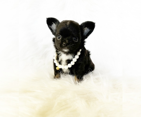 Medium Photo #2 Chihuahua Puppy For Sale in SACRAMENTO, CA, USA