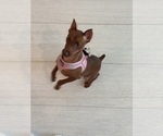 Jesse - Female Miniature Pinscher Puppy for Sale - Photo #2