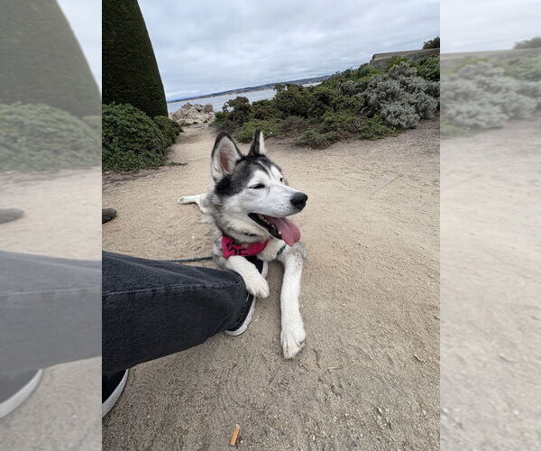 Medium Photo #2 Siberian Husky Puppy For Sale in Salinas, CA, USA