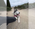 Small #1 Siberian Husky