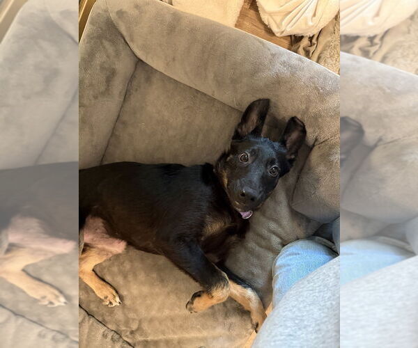 Medium Photo #6 German Shepherd Dog Puppy For Sale in Dana Point, CA, USA