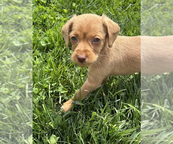 Medium Photo #1 Chihuahua-Cock-A-Poo Mix Puppy For Sale in Aurora, IN, USA