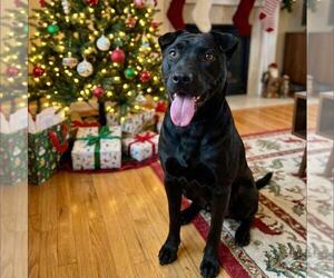 American Staffordshire Terrier-Unknown Mix Dogs for adoption in New Oxford , PA, USA