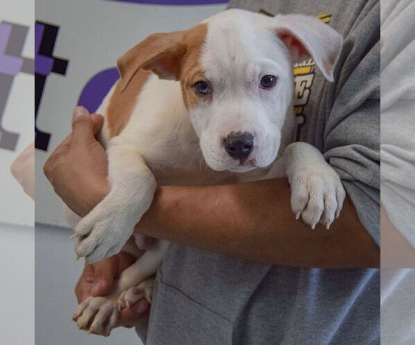 Medium Photo #3 American Bulldog-American Staffordshire Terrier Mix Puppy For Sale in Huntley, IL, USA