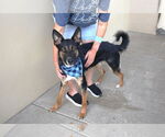 Small #1 German Shepherd Dog Mix