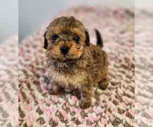 Poodle (Toy) Puppy for sale in SENECA FALLS, NY, USA