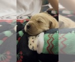 Small #4 Golden Retriever