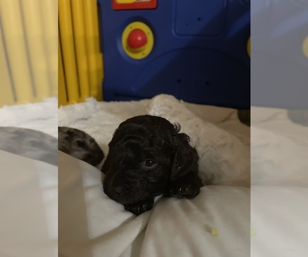 Medium Photo #6 Poodle (Toy) Puppy For Sale in MURRIETA, CA, USA