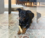 Small #1 Rottweiler