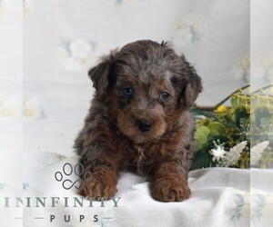 Poodle (Toy) Puppy for sale in GAP, PA, USA