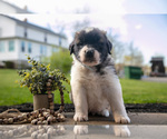 Puppy Vince Saint Bernard