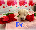 Small Photo #5 Pyredoodle Puppy For Sale in MARYSVILLE, OH, USA