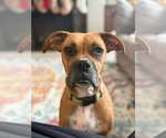 Small #14 Boxer