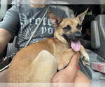 Small #10 Rat Terrier Mix