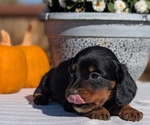 Small #1 Dachshund